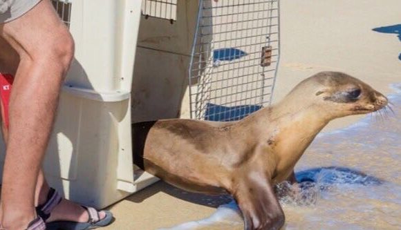 EQUIPO DE VETERINARIOS Y BIÓLOGOS DE LA AMHMAR  LIBERA LOBOS MARINOS DE GALÁPAGOS TRAS VARAMIENTO